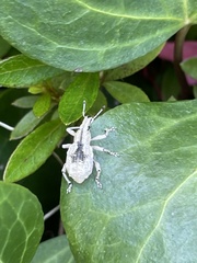 Dermatoxenus caesicollis