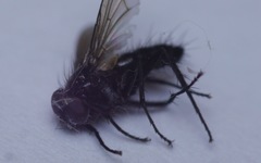 Gastrolepta anthracina