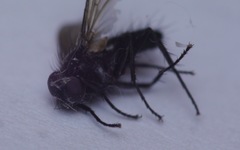 Gastrolepta anthracina