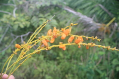 Phoenix reclinata image