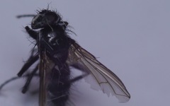 Gastrolepta anthracina