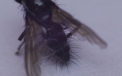 Gastrolepta anthracina