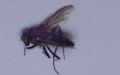 Gastrolepta anthracina