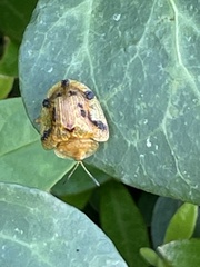 Laccoptera nepalensis