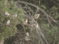 Passer domesticus tingitanus