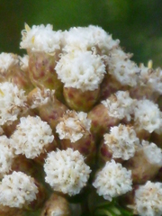 Ozothamnus costatifructus