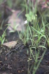 Image of Utricularia arenaria