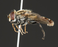 Anasimyia grisescens