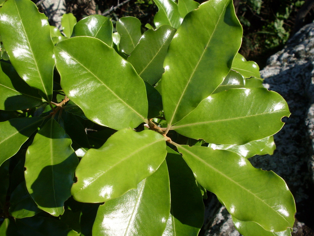 Brush Muttonwood