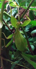 Phylliidae