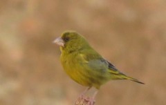 Chloris chloris voousi
