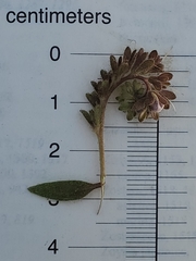 Phacelia purpusii