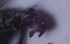 Sarcophaga subvicina