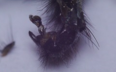 Sarcophaga subvicina