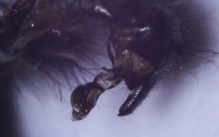 Sarcophaga subvicina