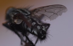 Sarcophaga subvicina