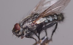 Sarcophaga subvicina