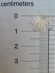Phacelia purpusii