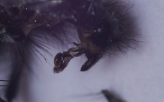 Sarcophaga subvicina