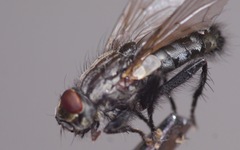 Sarcophaga subvicina