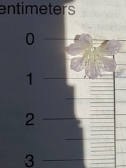 Phacelia purpusii