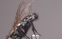 Sarcophaga subvicina