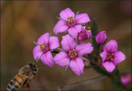 Boronia barkeriana F.Muell.