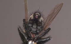 Sarcophaga subvicina