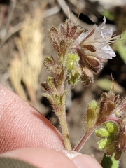 Phacelia purpusii