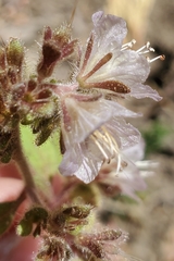 Phacelia purpusii