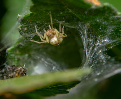 Nigma puella