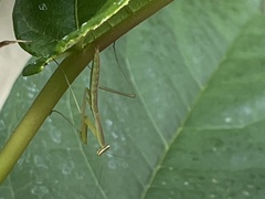 Tenodera sinensis