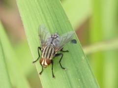 Sarcophaga aurifrons