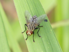 Sarcophaga aurifrons