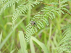 Sarcophaga aurifrons