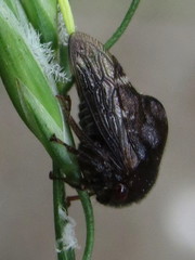 Telamona compacta