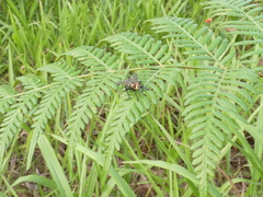 Sarcophaga aurifrons