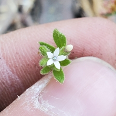 Allophyllum integrifolium