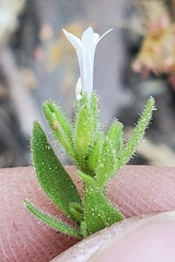 Allophyllum integrifolium