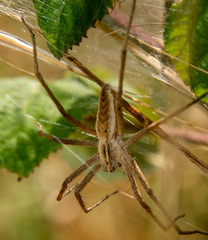 Pisaura mirabilis