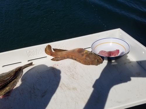 Giant jawfish (Opistognathus rhomaleus) — Opistognathidae — 5