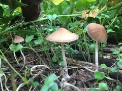 Fungi