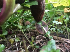 Fungi