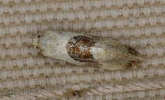 Phalonidia straminoides