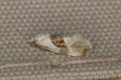 Phalonidia straminoides