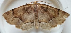 Metarranthis obfirmaria