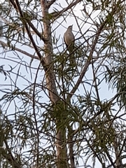 Mimus polyglottos image