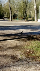 Corvus corone