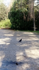 Corvus corone