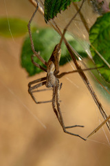 Pisaura mirabilis